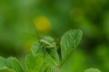 grasshopper on a leaf