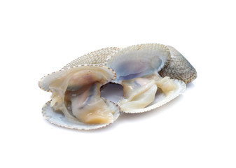 Clams in a white background