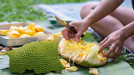 Close-up of a woman hands was cutting ripe jackfruit while sitting in a garden. Fruit for health. - obrazy, fototapety, plakaty