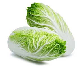 chinese cabbage isolated on white back ground vegetable
