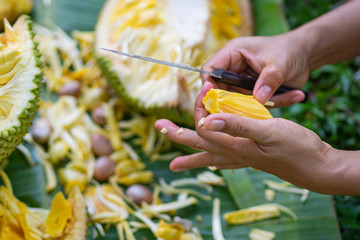 Close-up of a woman hands was cutting ripe jackfruit while sitting in a garden. Fruit for health.