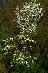 Fototapeta premium apple branches with white flowers on a background of bare trees