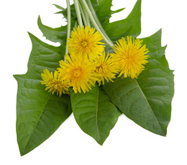 Dandelion green fresh leaves and yellow flower isolated on white background