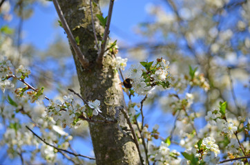 Close-up of garden bumblebee (Bombus hortorum) collecting nectar from blooming white cherry (Prunus cerasus) flower.  Blooming cherry on natural bokeh background