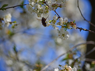 Close-up of garden bumblebee (Bombus hortorum) collecting nectar from blooming white cherry (Prunus cerasus) flower.  Blooming cherry on natural bokeh background