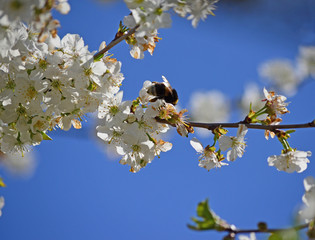 Close-up of garden bumblebee (Bombus hortorum) collecting nectar from blooming white cherry (Prunus cerasus) flower.  Blooming cherry on natural bokeh background