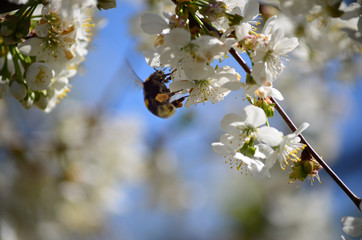 Close-up of garden bumblebee (Bombus hortorum) collecting nectar from blooming white cherry (Prunus cerasus) flower.  Blooming cherry on natural bokeh background