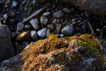 Fototapeta na wymiar moss on the rocks in the forest 