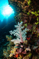 typical Red Sea tropical reef with hard and soft coral surrounded by school of orange anthias
