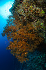 typical Red Sea tropical reef with hard and soft coral surrounded by school of orange anthias