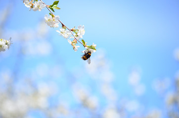 Close-up of garden bumblebee (Bombus hortorum) collecting nectar from blooming white cherry (Prunus cerasus) flower.  Blooming cherry on natural bokeh background