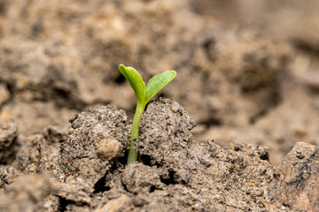 Young sunflower plant seedling growing out of soil in wildflower garden. Concept of gardening, new beginning and life