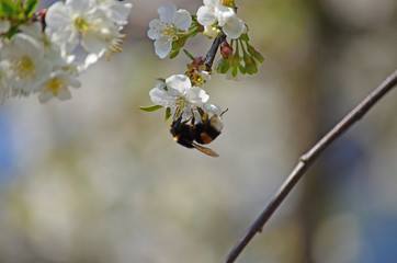 Close-up of garden bumblebee (Bombus hortorum) collecting nectar from blooming white cherry (Prunus cerasus) flower.  Blooming cherry on natural bokeh background