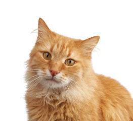 portrait of an adult ginger cat on a white background