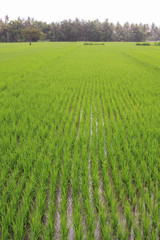 Fototapeta premium Rice paddy in Central Java, Indonesia