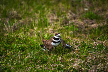 Killdeer Bird In The Grass