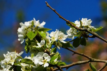 apple branches with white flowers close-up in spring