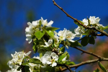 apple branches with white flowers close-up in spring