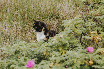 Katze versteckt sich in den Dünen