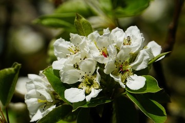 apple branches with white flowers close-up in spring