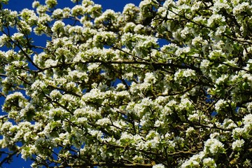 apple branches with white flowers close-up in spring