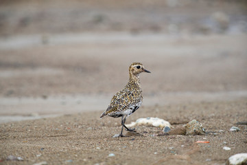 Avrupa altın cılıbıtları (Pluvialis apricaria)
