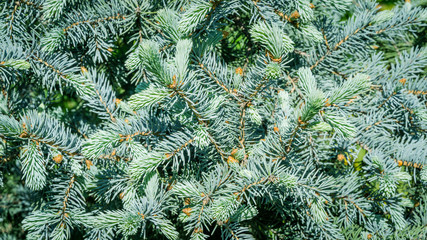 Silver blue spruce Picea pungens Hoopsii with new blue needles growth in ornamental garden. Close-up selective focus. Nature concept for spring or Christmas design