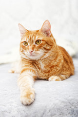 Closeup portrait of ginger cat lying on a bed and looking straight ahead against white blurred background. Shallow focus.