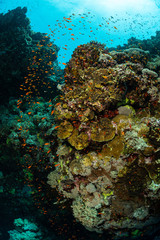 typical Red Sea tropical reef with hard and soft coral surrounded by school of orange anthias