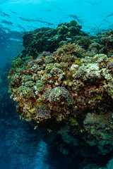 Plakat typical Red Sea tropical reef with hard and soft coral surrounded by school of orange anthias