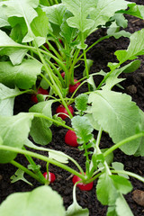 Radish grows in the garden