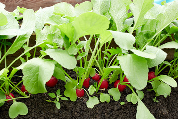 Radish grows in the garden