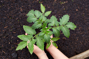 A woman's hand is holding a pot with a tomato sprout.