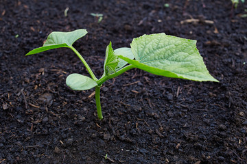 Cucumber sprout grows in the garden