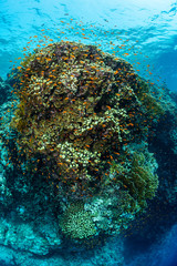 typical Red Sea tropical reef with hard and soft coral surrounded by school of orange anthias