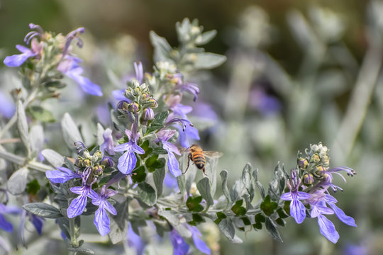 Teucrium fruticans (Bush Germander) in bloom with purple-blue flowers attracting a honey bee in flight.