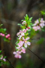 Blooming almond steppe. Shallow depth of field.