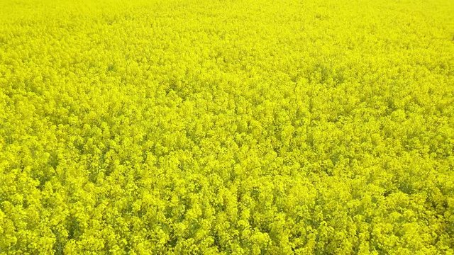 Aerial view drone flight footage of blooming yelloa rapeseed field, canola flowers