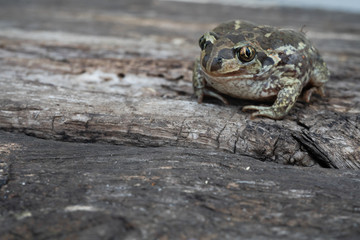 The toad is sitting on a wooden surface. Amphibian animal close-up. Ground toad brown on wood.