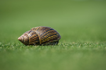 Snail on the grass