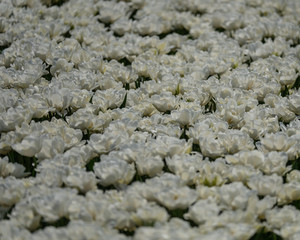 Group of white tulips. Selective focus. Colorful tulips photo background.