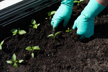 A woman in gloves holds a green seedling of pepper seedlings and plants it in the ground. vegetable garden and agriculture. Space for text