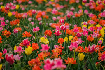 Obraz na płótnie Canvas Group of colorful tulips. Selective focus. Colorful carpet of flowers. Colorful tulips photo background.