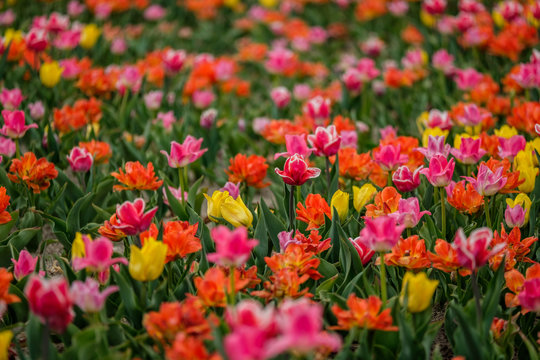 Group of colorful tulips. Selective focus. Colorful carpet of flowers. Colorful tulips photo background.