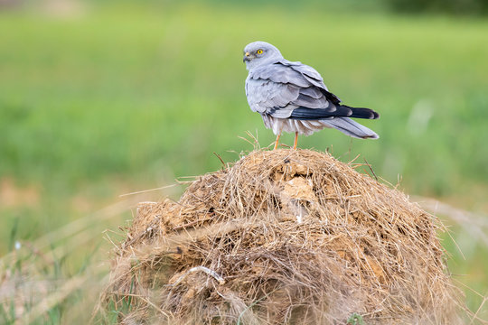 Montagu's harrier, Circus pygargus, perched on a straw bale on an even green background
