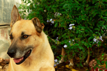 Dog with flower background
