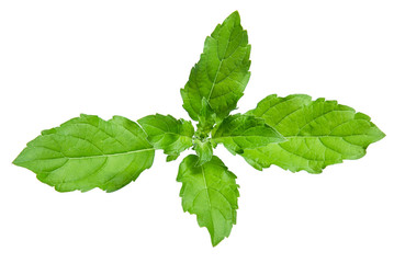holy basil leaf isolated on white background