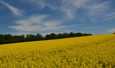 Obraz premium Kwiaty rzepaku. Wiosna.