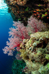 typical Red Sea tropical reef with hard and soft coral surrounded by school of orange anthias