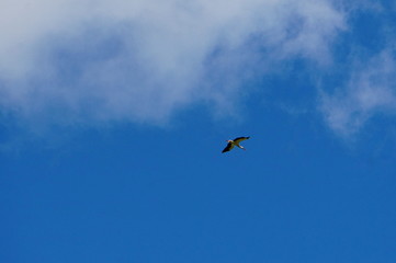 Obraz na płótnie Canvas The white stork is flying in the sky